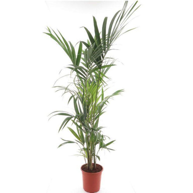 Hoya Krohniana Silver blad