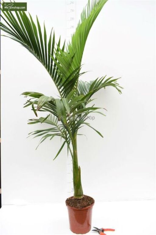 Syngonium Red Spot blad