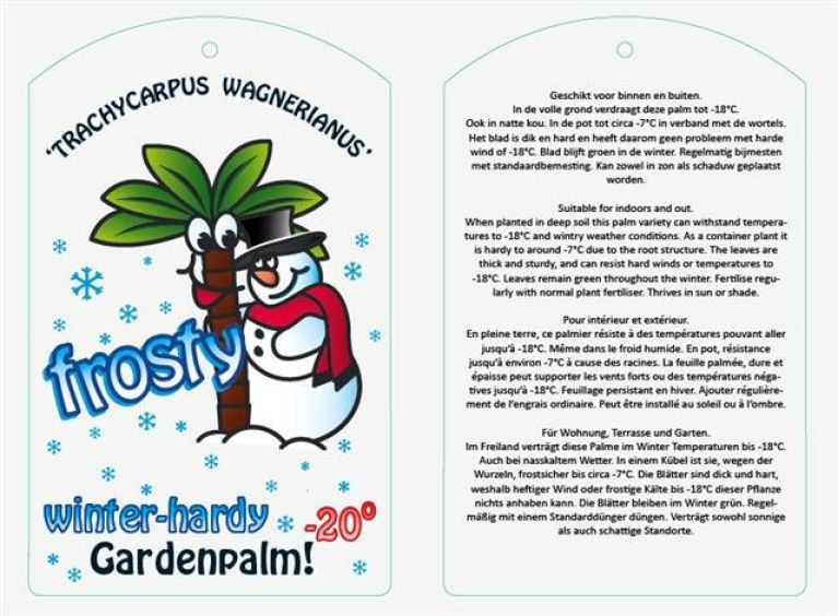 Philodendron Brandtianum