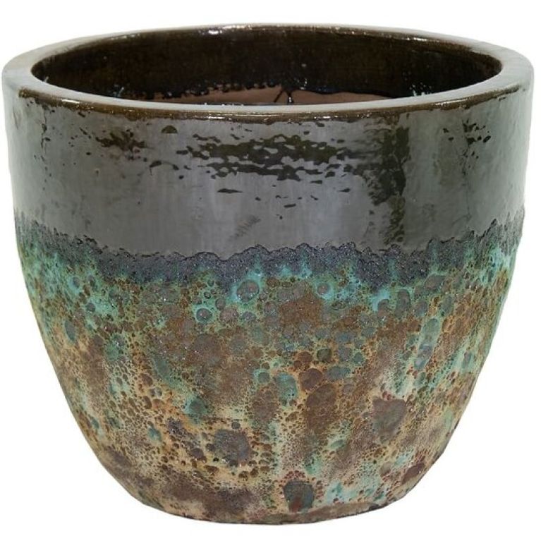 Syngonium Pink Splash