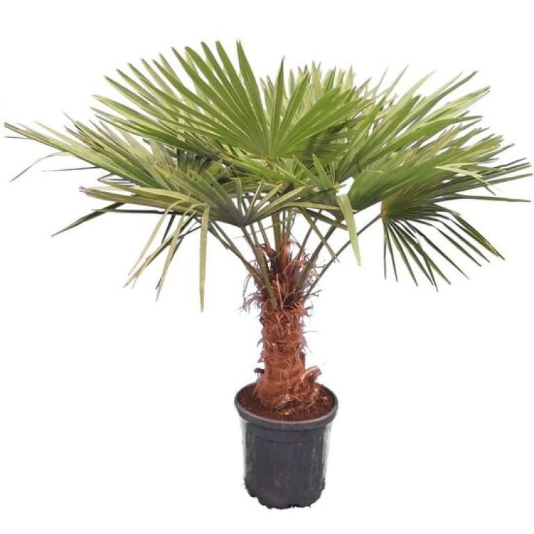 Hoya Krohniana Silver blad