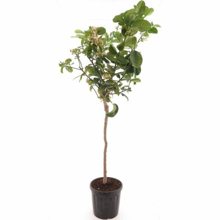 Epipremnum Pinnatum Global Green