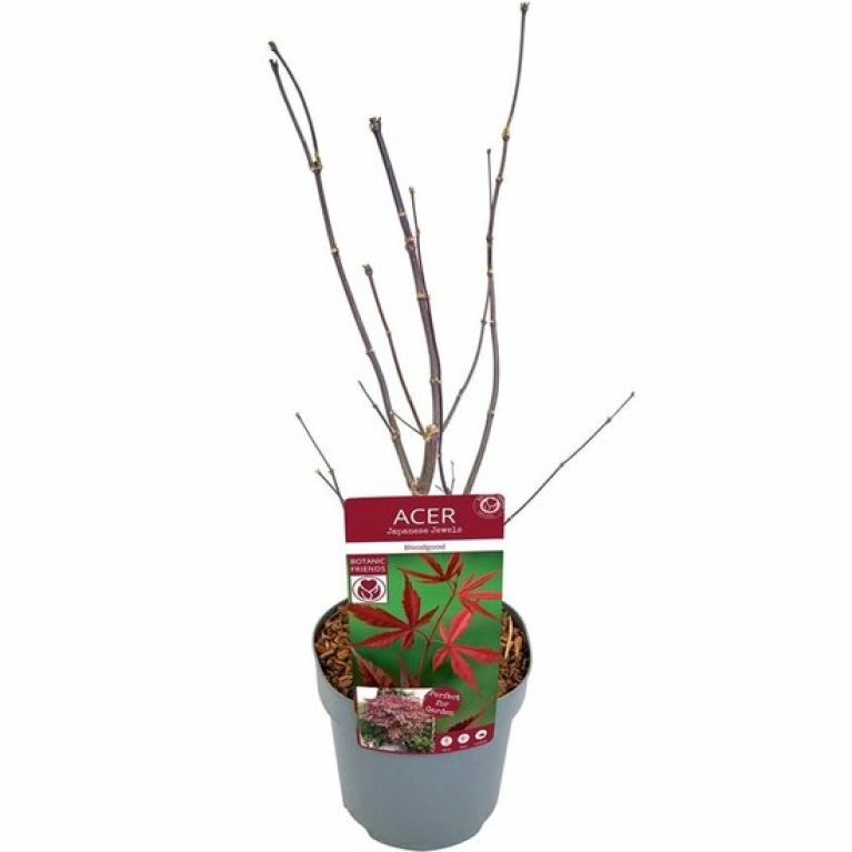 Scindapsus Treubii Dark plant