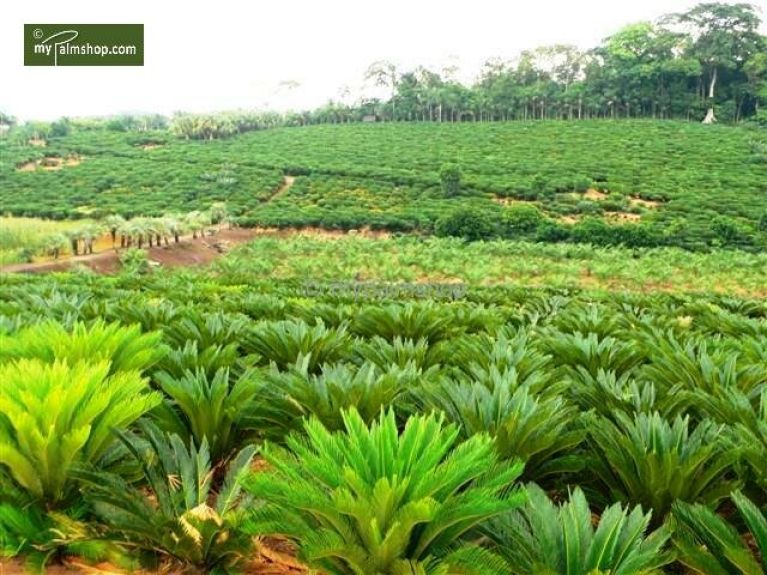 Alocasia Branchifolia Pink Passion blad