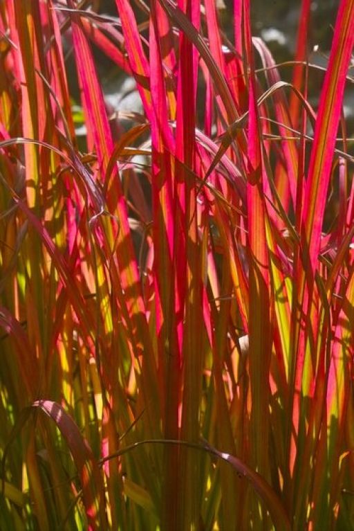 Monstera Siltepecana