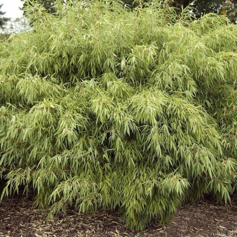 Epipremnum Pinnatum Global Green