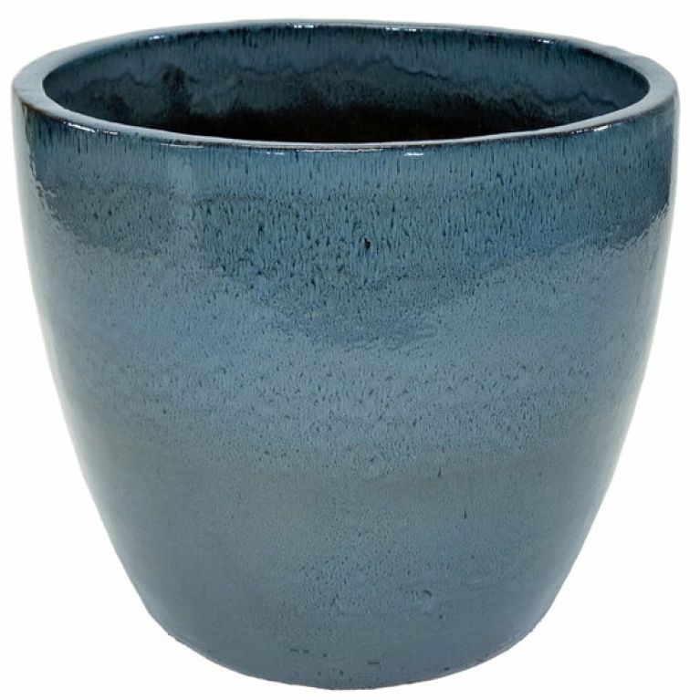 Syngonium Three Kings