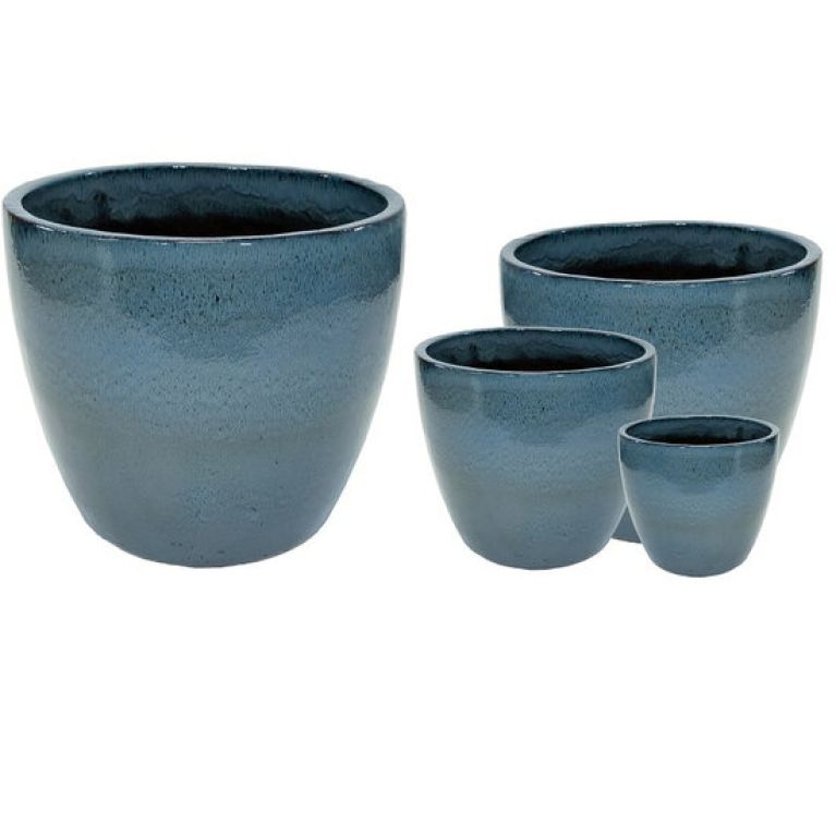 Scindapsus Treubii Dark plant