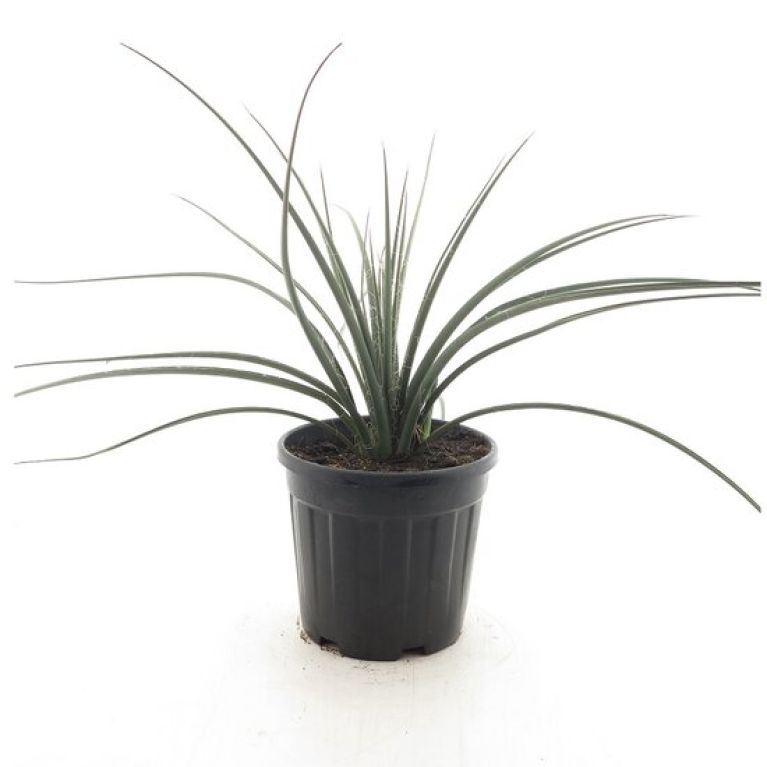 Hoya Krohniana Silver blad