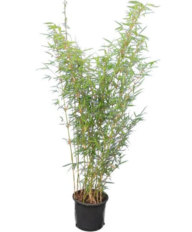 Hoya Krohniana Silver blad