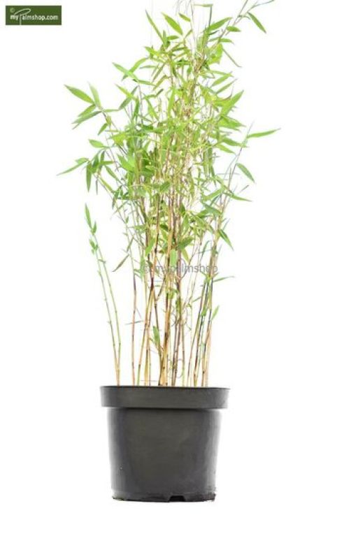 Solanum Evolvulifolium