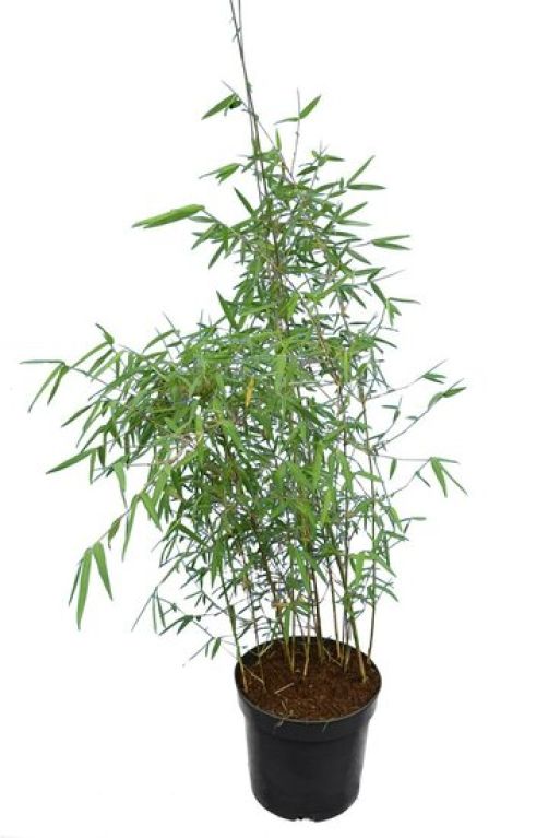 Scindapsus Treubii Dark