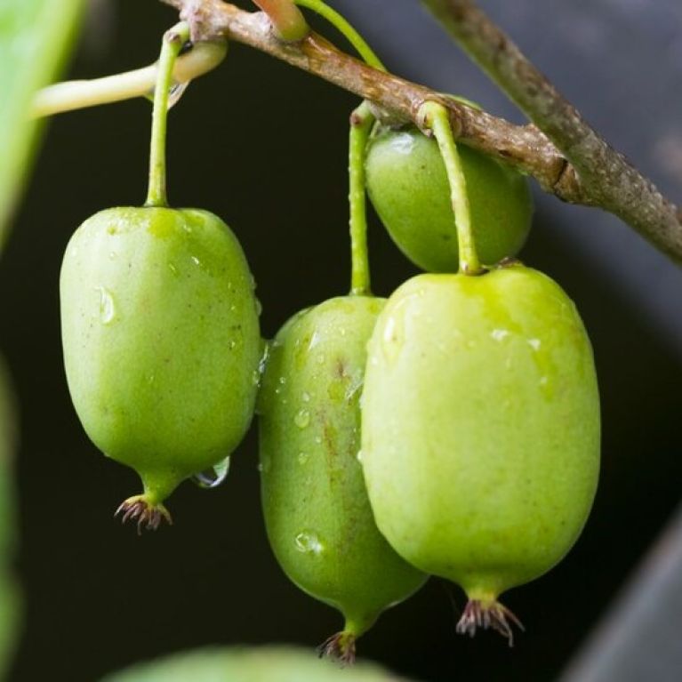 Syngonium Red Spot blad