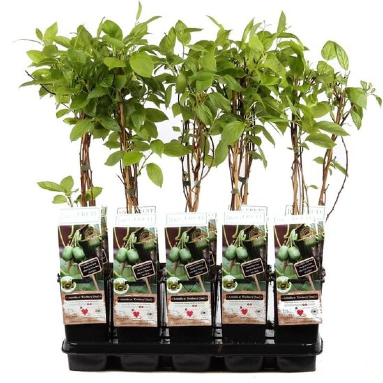 Epipremnum Pinnatum Global Green