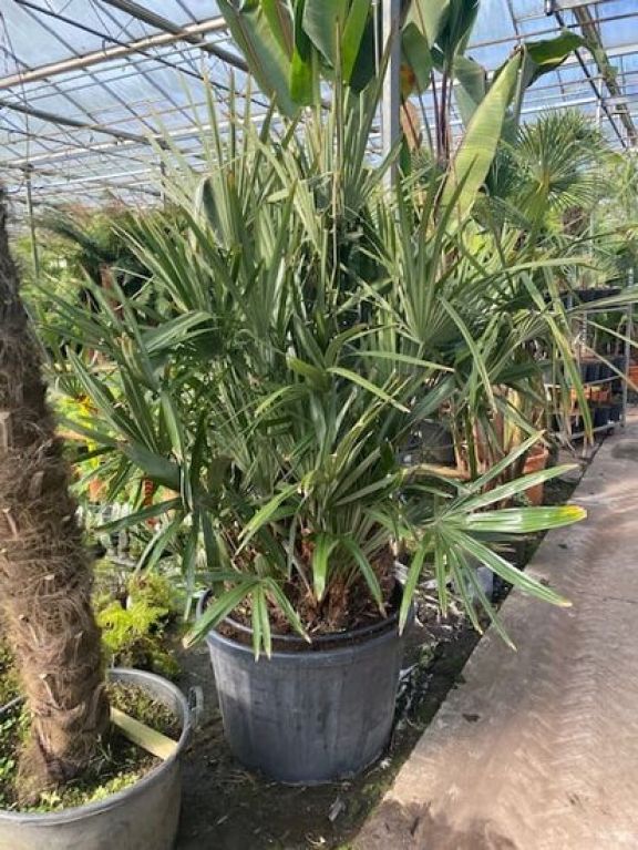 Alocasia Branchifolia Pink Passion blad