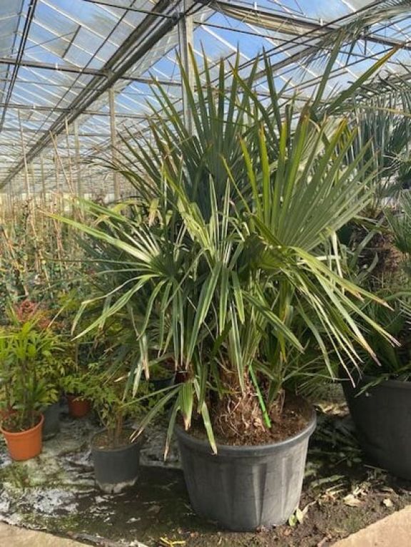 Scindapsus Treubii Dark plant