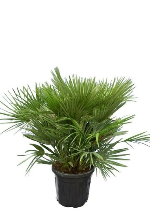 Epipremnum Pinnatum Global Green