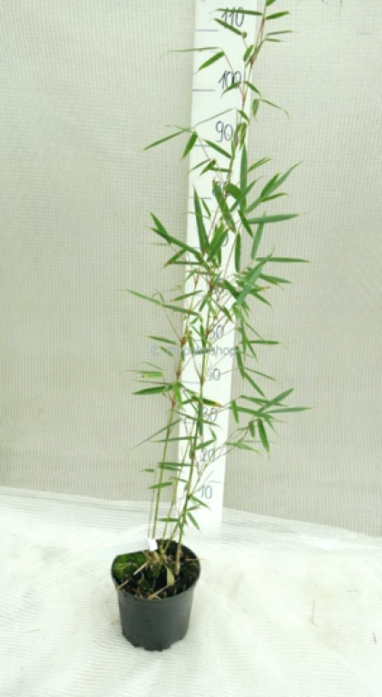 Scindapsus Treubii Dark plant