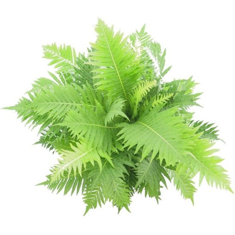 Epipremnum Pinnatum Global Green