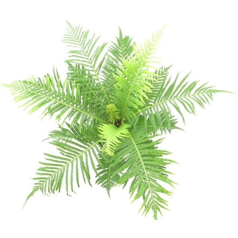 Scindapsus Treubii Dark plant