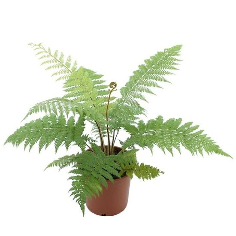 Alocasia Branchifolia Pink Passion blad