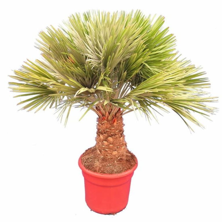 Hoya Krohniana Silver blad