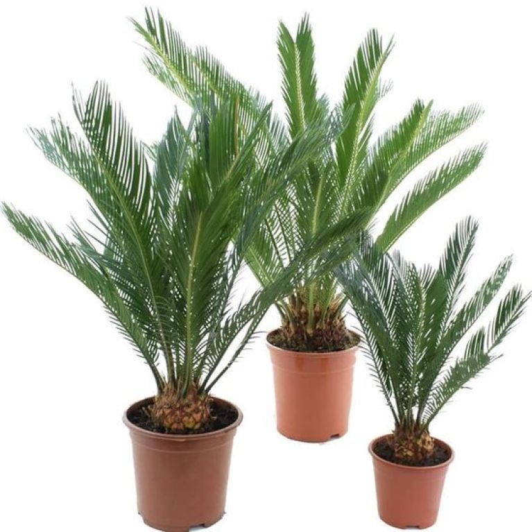 Scindapsus Treubii Dark