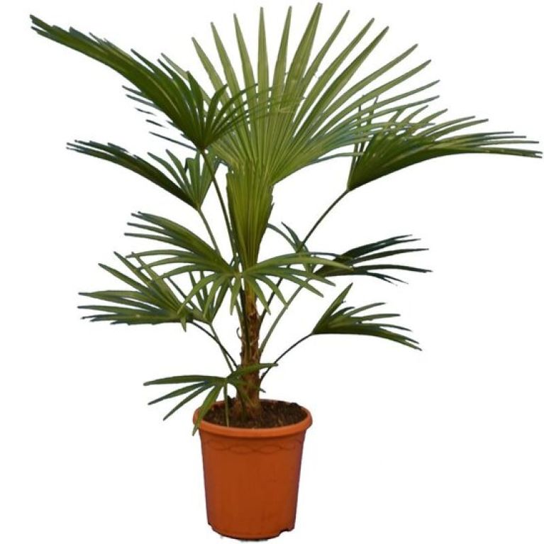 Anthurium Silver Blush