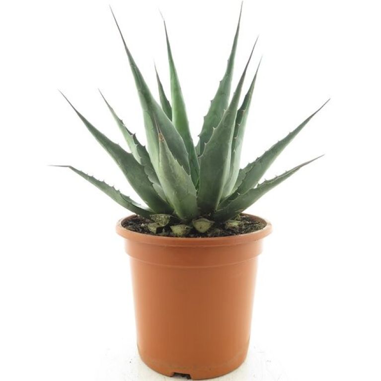 Syngonium Red Spot blad