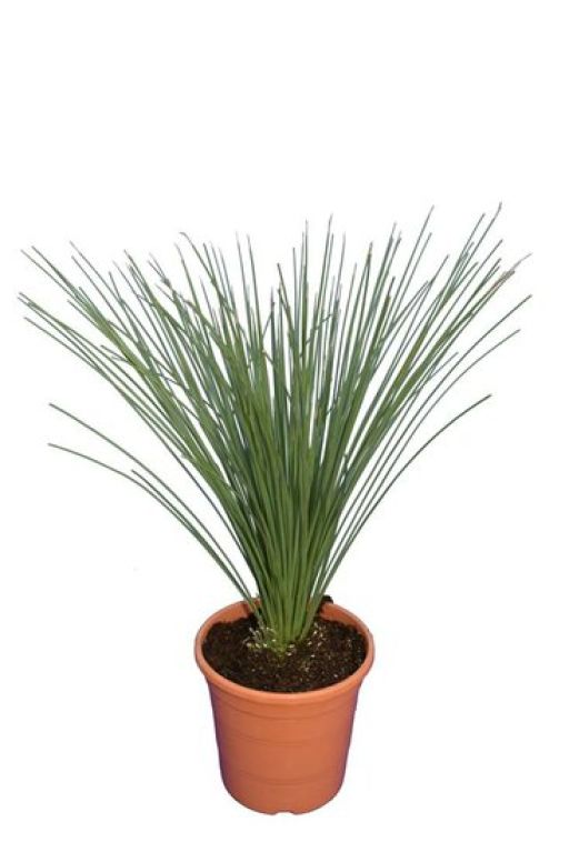 Epipremnum Pinnatum Global Green blad