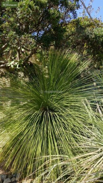 Alocasia Branchifolia Pink Passion blad