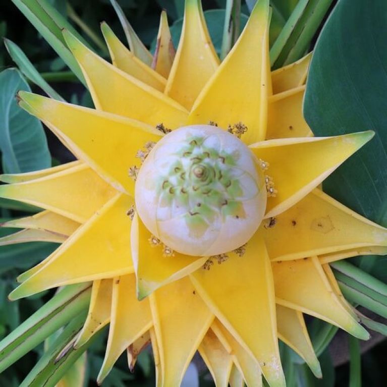 Syngonium Pink Splash