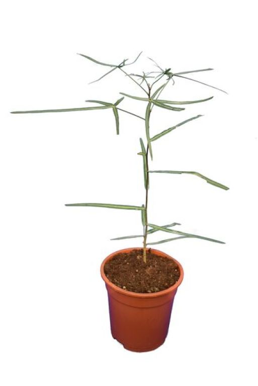 Scindapsus Treubii Dark