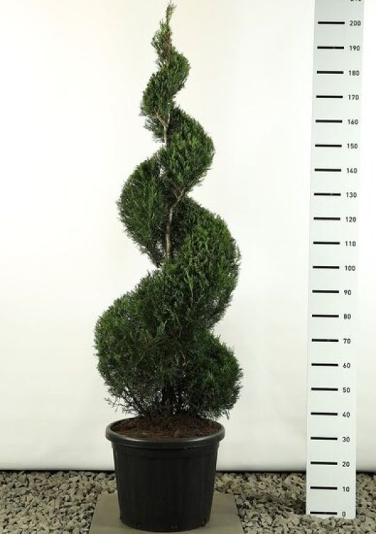 Marcgravia Sintenisii