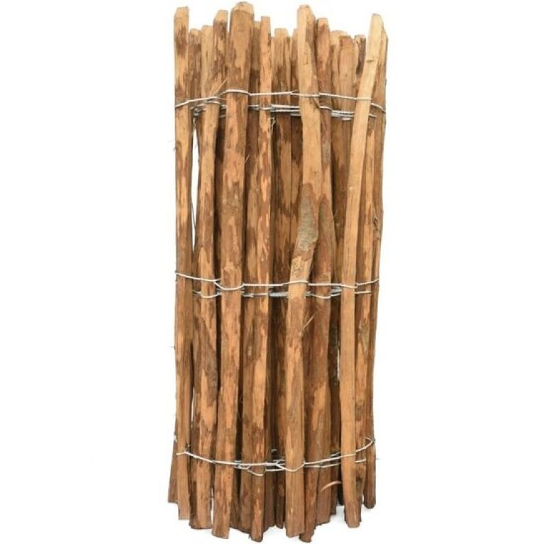 Hoya Krohniana Silver blad