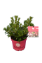 Epipremnum Pinnatum Global Green