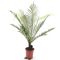 Epipremnum Pinnatum Global Green blad