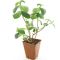 Epipremnum Pinnatum Global Green