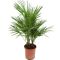 Epipremnum Pinnatum Global Green