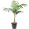 Epipremnum Pinnatum Global Green