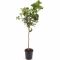 Epipremnum Pinnatum Global Green