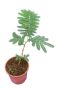 Epipremnum Pinnatum Global Green blad
