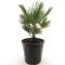 Epipremnum Pinnatum Global Green