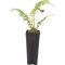 Epipremnum Pinnatum Global Green blad