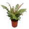 Epipremnum Pinnatum Global Green